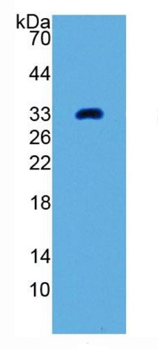 Western blot - Anti-GDF11 antibody [C4] (AB239515), expandable thumbnail