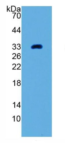 Western blot - Anti-GDF11 antibody [C4] (AB239515)