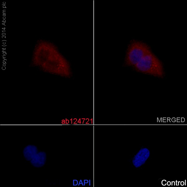 Immunocytochemistry/ Immunofluorescence - Anti-GDF11 + GDF8/Myostatin antibody [EPR4567(2)] (AB124721)