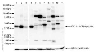 Western blot - Anti-GDF11 + GDF8/Myostatin antibody [EPR4567(2)] (AB124721)