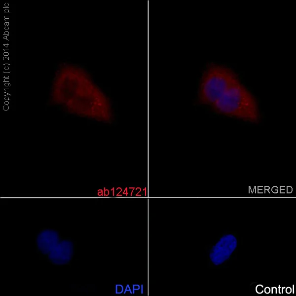 Immunocytochemistry/ Immunofluorescence - Anti-GDF11 + GDF8/Myostatin antibody [EPR4567(2)] - BSA and Azide free (AB187407)