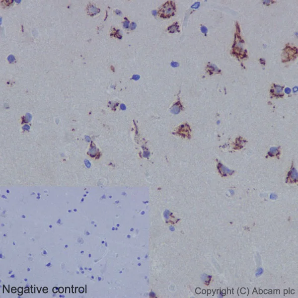 Immunohistochemistry (Formalin/PFA-fixed paraffin-embedded sections) - Anti-GDF11 + GDF8/Myostatin antibody [EPR4567(2)] - BSA and Azide free (AB187407)