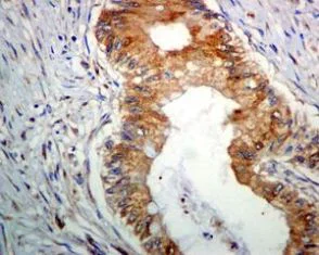 Immunohistochemistry (Formalin/PFA-fixed paraffin-embedded sections) - Anti-GDF11 + GDF8/Myostatin antibody [EPR4567(2)] - BSA and Azide free (AB187407)