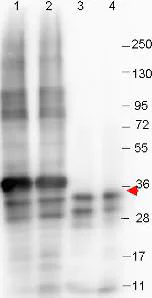 Western blot - Anti-GDF15 antibody [23G10.F8] (AB105732)