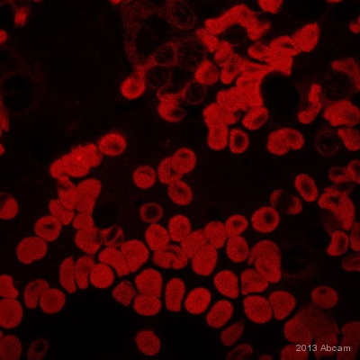 Immunocytochemistry/ Immunofluorescence - Anti-GDF15 antibody [7C12.B3.F2] (AB106112)