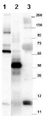 Western blot - Anti-GDF15 antibody (AB105738)