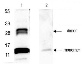 Western blot - Anti-GDF15 antibody (AB106006), expandable thumbnail