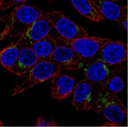 Immunocytochemistry/ Immunofluorescence - Anti-GDF15 antibody (AB211364), expandable thumbnail