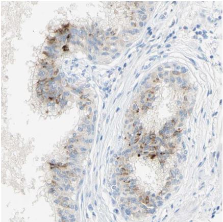 Immunohistochemistry (Formalin/PFA-fixed paraffin-embedded sections) - Anti-GDF15 antibody (AB211364), expandable thumbnail