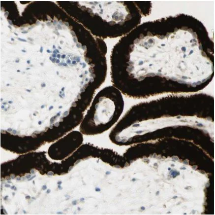 Immunohistochemistry (Formalin/PFA-fixed paraffin-embedded sections) - Anti-GDF15 antibody (AB211364)