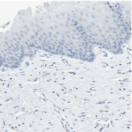Immunohistochemistry (Formalin/PFA-fixed paraffin-embedded sections) - Anti-GDF15 antibody (AB211364)