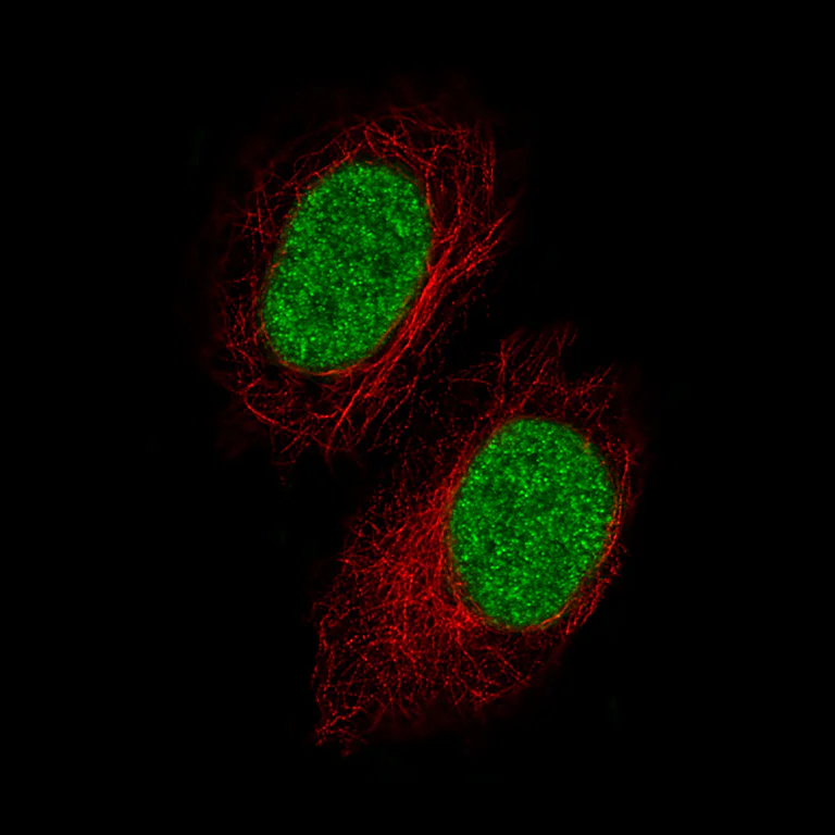 Immunocytochemistry/ Immunofluorescence - Anti-GDF15 Antibody [CL0328] (AB327102)