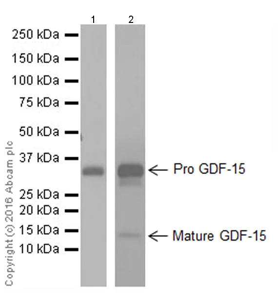 Western blot - Anti-GDF15 antibody [EPR19939] (AB206414)