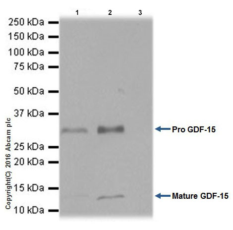 Immunoprecipitation - Anti-GDF15 antibody [EPR19939] - BSA and Azide free (AB271973), expandable thumbnail