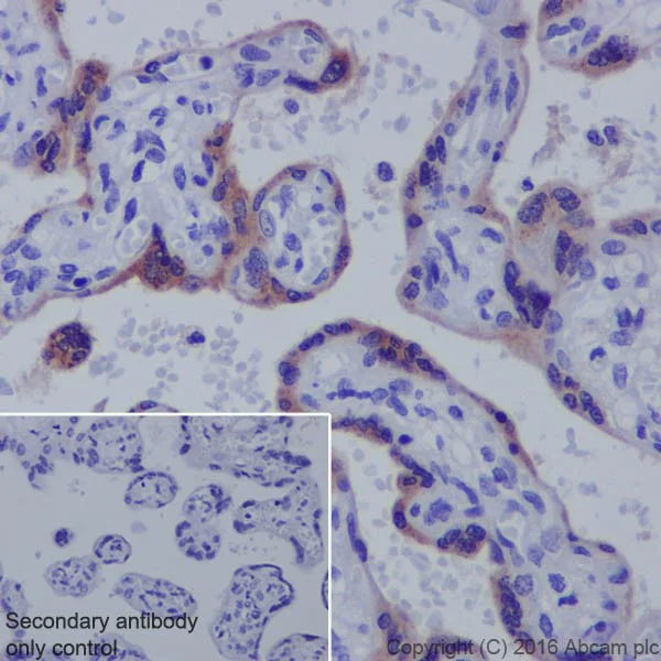 Immunohistochemistry (Formalin/PFA-fixed paraffin-embedded sections) - Anti-GDF15 antibody [EPR19939] - Low endotoxin, Azide free (AB223539)