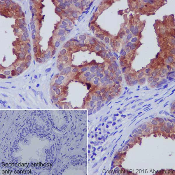 Immunohistochemistry (Formalin/PFA-fixed paraffin-embedded sections) - Anti-GDF15 antibody [EPR19939] - Low endotoxin, Azide free (AB223539)