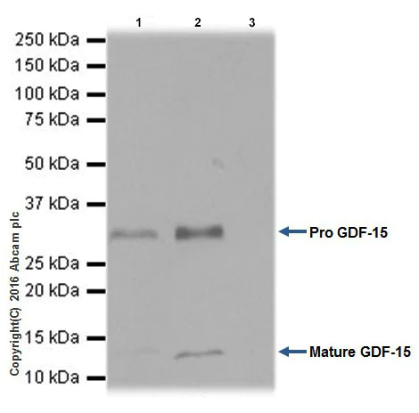Immunoprecipitation - Anti-GDF15 antibody [EPR19939] - Low endotoxin, Azide free (AB223539)
