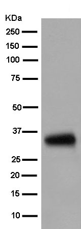Western blot - Anti-GDF15 antibody [EPR6982(2)] - BSA and Azide free (AB250263)