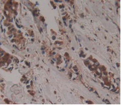 Immunohistochemistry (Formalin/PFA-fixed paraffin-embedded sections) - Anti-GDF3 antibody [A7] (AB239507)