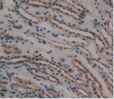 Immunohistochemistry (Formalin/PFA-fixed paraffin-embedded sections) - Anti-GDF3 antibody [A7] (AB239507)
