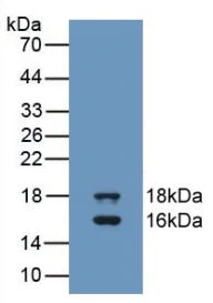Western blot - Anti-GDF3 antibody [A7] (AB239507)