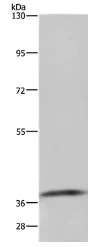 Western blot - Anti-GDF3 antibody (AB197390)