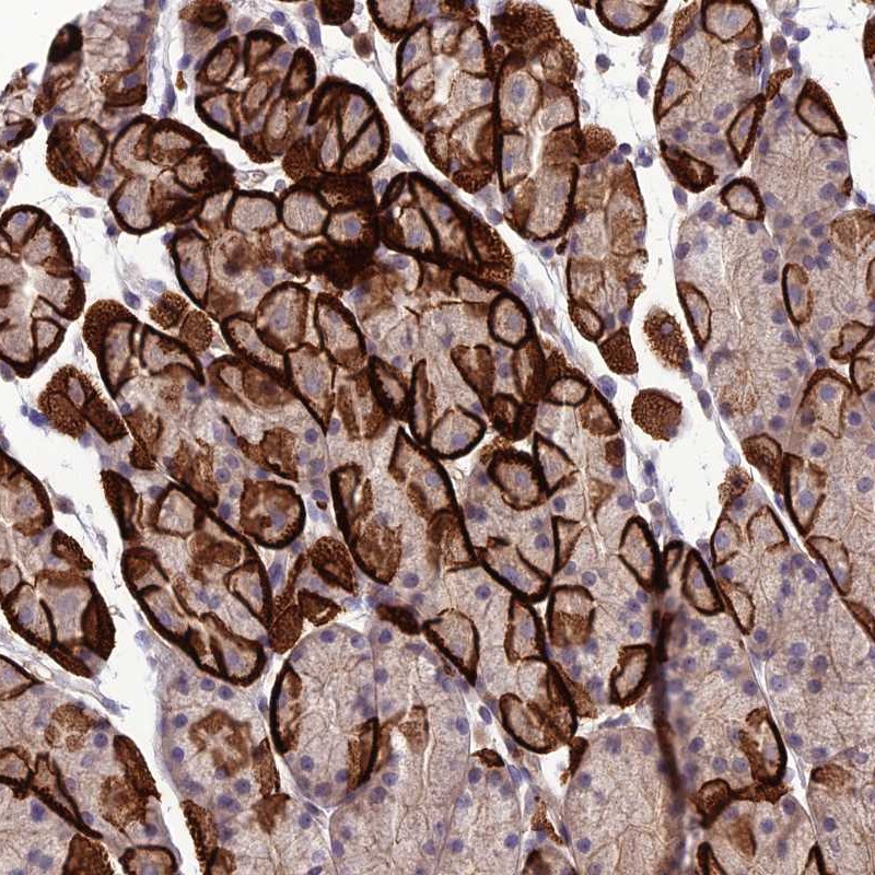 Immunohistochemistry (Formalin/PFA-fixed paraffin-embedded sections) - Anti-GDF6 antibody (AB252979)
