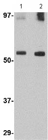 Western blot - Anti-GDF6 antibody (AB73288)