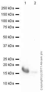 Western blot - Anti-GDF6 antibody (AB73288)