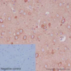 Immunohistochemistry (Formalin/PFA-fixed paraffin-embedded sections) - Anti-GDF7 antibody [EPR16000] (AB189928)