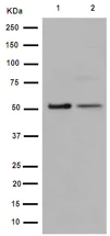 Western blot - Anti-GDF7 antibody [EPR16000] (AB189928)