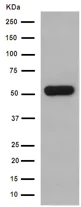Western blot - Anti-GDF7 antibody [EPR16000] (AB189928)