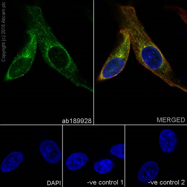 Immunocytochemistry/ Immunofluorescence - Anti-GDF7 antibody [EPR16000] - BSA and Azide free (AB251010), expandable thumbnail