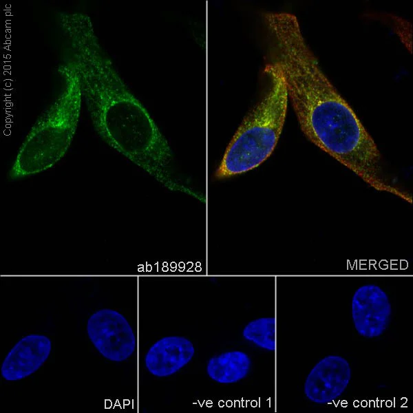 Immunocytochemistry/ Immunofluorescence - Anti-GDF7 antibody [EPR16000] - BSA and Azide free (AB251010)