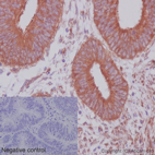 Immunohistochemistry (Formalin/PFA-fixed paraffin-embedded sections) - Anti-GDF7 antibody [EPR16000] - BSA and Azide free (AB251010), expandable thumbnail