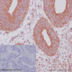 Immunohistochemistry (Formalin/PFA-fixed paraffin-embedded sections) - Anti-GDF7 antibody [EPR16000] - BSA and Azide free (AB251010)