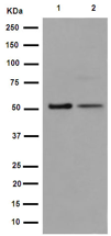 Western blot - Anti-GDF7 antibody [EPR16000] - BSA and Azide free (AB251010), expandable thumbnail