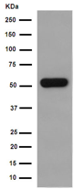 Western blot - Anti-GDF7 antibody [EPR16000] - BSA and Azide free (AB251010), expandable thumbnail