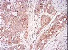 Immunohistochemistry (Formalin/PFA-fixed paraffin-embedded sections) - Anti-GDF8 / Myostatin antibody [6E4B2] (AB201954)