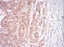 Immunohistochemistry (Formalin/PFA-fixed paraffin-embedded sections) - Anti-GDF8 / Myostatin antibody [6E4B2] (AB201954)