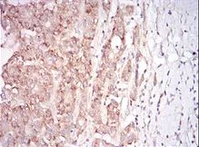 Immunohistochemistry (Formalin/PFA-fixed paraffin-embedded sections) - Anti-GDF8 / Myostatin antibody [6E4B2] (AB201954)