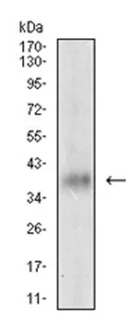 Western blot - Anti-GDF8 / Myostatin antibody [6E4B2] (AB201954)