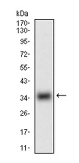 Western blot - Anti-GDF8 / Myostatin antibody [6E4B2] (AB201954)