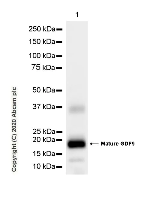 Western blot - Anti-GDF9 antibody [53/1] (AB273455)