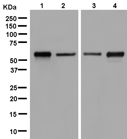 Western blot - Anti-GDI1 antibody [EPR13195] (AB181213)