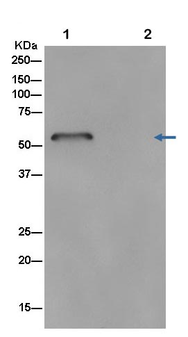 Immunoprecipitation - Anti-GDI1 antibody [EPR13195] - BSA and Azide free (AB250432), expandable thumbnail