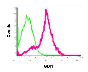 Flow Cytometry (Intracellular) - Anti-GDI1 antibody [EPR13196(B)] (AB175194), expandable thumbnail