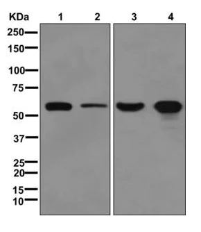 Western blot - Anti-GDI1 antibody [EPR13196(B)] - BSA and Azide free (AB249849)