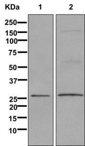 Western blot - Anti-GDNF antibody [EPR2714(N)] - BSA and Azide free (AB249924), expandable thumbnail