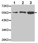 Western blot - Anti-GDNF Receptor alpha 1/GFRA1 antibody (AB186855)